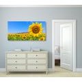 CANVAS PRINT SUNFLOWER FIELD - PICTURES - 🔥 TOTAL SALE 🔥