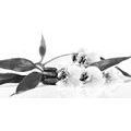 CANVAS PRINT STILL LIFE WITH ZEN STONES IN BLACK AND WHITE - BLACK AND WHITE PICTURES - PICTURES