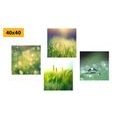 CANVAS PRINT SET MORNING DEW ON A MEADOW - SET OF PICTURES - PICTURES
