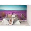 SELF ADHESIVE WALL MURAL ENDLESS LAVENDER FIELD - SELF-ADHESIVE WALLPAPERS - WALLPAPERS