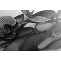 CANVAS PRINT MASSAGE WELLNESS STONES IN BLACK AND WHITE - BLACK AND WHITE PICTURES - PICTURES