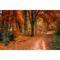 CANVAS PRINT FOREST IN AUTUMN - PICTURES OF NATURE AND LANDSCAPE - PICTURES