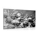 CANVAS PRINT PAINTED FIELD POPPIES IN BLACK AND WHITE - BLACK AND WHITE PICTURES - PICTURES