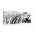 CANVAS PRINT GRASS IN BLACK AND WHITE - BLACK AND WHITE PICTURES - PICTURES