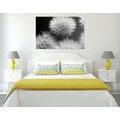 CANVAS PRINT BLACK AND WHITE DANDELION - BLACK AND WHITE PICTURES - PICTURES