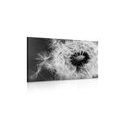 CANVAS PRINT DANDELION SEEDS IN BLACK AND WHITE - BLACK AND WHITE PICTURES - PICTURES