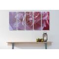 5-PIECE CANVAS PRINT CARNATION PETALS - PICTURES FLOWERS - PICTURES