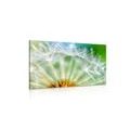 CANVAS PRINT BEAUTIFUL DETAIL OF A DANDELION - PICTURES FLOWERS{% if product.category.pathNames[0] != product.category.name %} - PICTURES{% endif %}
