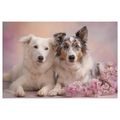 OBRAZ PSI PŘÁTELSTVÍ V KVĚTECH - OBRAZY PSI - OBRAZY