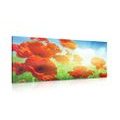 CANVAS PRINT POPPIES IN THE MEADOW - PICTURES FLOWERS - PICTURES