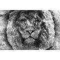 WALLPAPER LION FACE IN BLACK AND WHITE - BLACK AND WHITE WALLPAPERS - WALLPAPERS