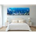 WANDBILD TROPISCHE FISCHE - WANDBILDER MEERESTIERE - BILDER