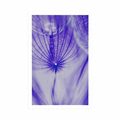 POSTER DANDELION IN PURPLE DESIGN - FLOWERS - POSTERS