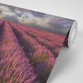 SELF ADHESIVE WALLPAPER LANDSCAPE OF LAVENDER FIELDS - SELF-ADHESIVE WALLPAPERS - WALLPAPERS