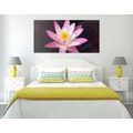 CANVAS PRINT PINK WATER LILY - PICTURES FLOWERS{% if product.category.pathNames[0] != product.category.name %} - PICTURES{% endif %}