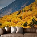 SELF ADHESIVE WALL MURAL VIEW OF A MAJESTIC FOREST - SELF-ADHESIVE WALLPAPERS - WALLPAPERS