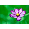 SELF ADHESIVE WALL MURAL GARDEN COSMOS FLOWER - SELF-ADHESIVE WALLPAPERS - WALLPAPERS