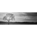 CANVAS PRINT LONELY TREE IN BLACK AND WHITE - BLACK AND WHITE PICTURES - PICTURES