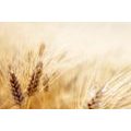 SELF ADHESIVE WALL MURAL WHEAT FIELD - SELF-ADHESIVE WALLPAPERS - WALLPAPERS