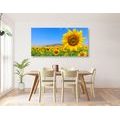 CANVAS PRINT SUNFLOWER FIELD - PICTURES FLOWERS - PICTURES