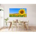 WANDBILD FELD MIT SONNENBLUMEN - BILDER BLUMEN - BILDER