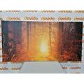 CANVAS PRINT LIGHT IN THE FOREST - PICTURES OF NATURE AND LANDSCAPE - PICTURES