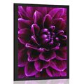 POSTER PURPLE-VIOLET FLOWER - FLOWERS - POSTERS