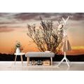 SELF ADHESIVE WALL MURAL BRANCHES IN THE SUNSET - SELF-ADHESIVE WALLPAPERS - WALLPAPERS