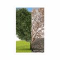 POSTER BAUM IN ZWEI FORMEN - NATUR{% if product.category.pathNames[0] != product.category.name %} - GERAHMTE POSTER{% endif %}