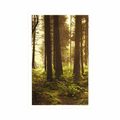 POSTER IN SONNENLICHT GETAUCHTER WALD - NATUR - POSTER