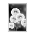 POSTER FLUFFY DANDELION IN BLACK AND WHITE - BLACK AND WHITE - POSTERS