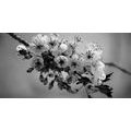 IMPRESSION SUR TOILE BRANCHE DE CERISIER EN FLEUR EN NOIR ET BLANC - IMPRESSIONS SUR TOILE NOIR ET BLANC - IMPRESSION SUR TOILE