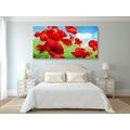 CANVAS PRINT POPPY FLOWERS IN A MEADOW - PICTURES FLOWERS - PICTURES