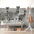 SELF ADHESIVE WALL MURAL THREE BLACK AND WHITE ZEBRAS IN THE SAVANNAH - SELF-ADHESIVE WALLPAPERS - WALLPAPERS