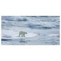 OBRAZ POLÁRNÍ MEDVĚD NA LEDOVÉ KŘE - VÁNOČNÍ A ZIMNÍ OBRAZY - PICTURES