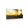 CANVAS PRINT SUNSET IN THE GRASS - PICTURES OF NATURE AND LANDSCAPE - PICTURES