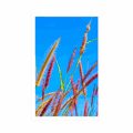 POSTER WILD GRASS UNDER BLUE SKY - NATURE - POSTERS