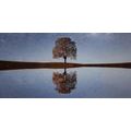 WANDBILD STERNENHIMMEL ÜBER EINEM ALLEINSTEHENDEN BAUM - BILDER VON NATUR UND LANDSCHAFT - BILDER