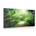 CANVAS PRINT PATH ON THE ISLAND OF SEYCHELLES - PICTURES OF NATURE AND LANDSCAPE{% if product.category.pathNames[0] != product.category.name %} - PICTURES{% endif %}