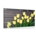 CANVAS PRINT CHARMING YELLOW TULIPS ON A WOODEN BACKGROUND - PICTURES FLOWERS - PICTURES
