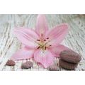 WALL MURAL PINK LILY AND ZEN STONES - WALLPAPERS FENG SHUI - WALLPAPERS