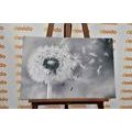 TABLEAU SUR TOILE – PISSENLIT MAGIQUE EN NOIR ET BLANC - TABLEAUX EN NOIR ET BLANC - TABLEAUX