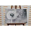 CANVAS PRINT MAGICAL DANDELION IN BLACK AND WHITE - BLACK AND WHITE PICTURES - PICTURES