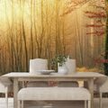 WALL MURAL PATH TO THE FOREST - WALLPAPERS NATURE - WALLPAPERS