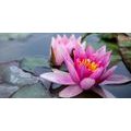 CANVAS PRINT PINK LOTUS FLOWER - PICTURES FLOWERS - PICTURES