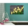 CANVAS PRINT CHARMING YELLOW TULIPS ON A WOODEN BACKGROUND - PICTURES FLOWERS - PICTURES