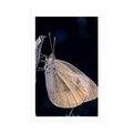 POSTER SCHMETTERLING AUF EINER BLUME - TIERE - POSTER