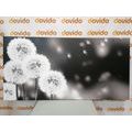TABLEAU SUR TOILE – PISSENLIT MOELLEUX EN NOIR ET BLANC - TABLEAUX EN NOIR ET BLANC - TABLEAUX