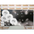 CANVAS PRINT FLUFFY DANDELION IN BLACK AND WHITE - BLACK AND WHITE PICTURES - PICTURES