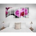 5-PIECE CANVAS PRINT ORCHID FLOWERS ON WHITE STONES - PICTURES FENG SHUI{% if product.category.pathNames[0] != product.category.name %} - PICTURES{% endif %}